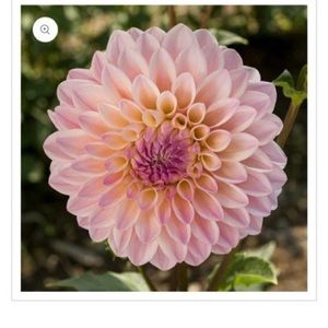 Castle drive dahlia tuber
